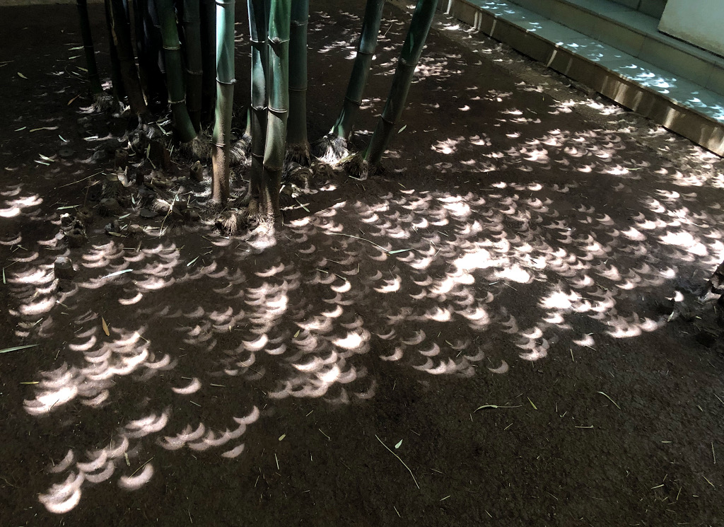 Eclipse under the Bamboo