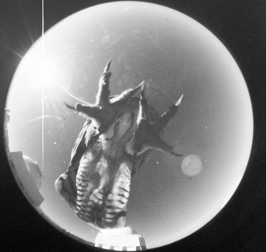 A New Constellation Takes Hold