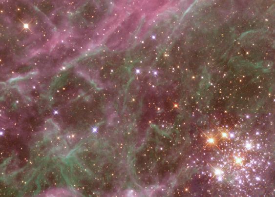 Denizen of the Tarantula Nebula