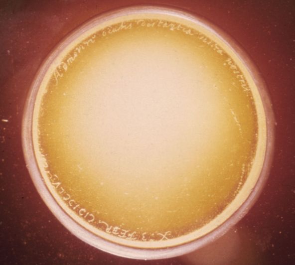 Huygens Discovers Luna Saturni