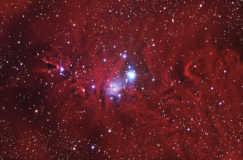 Fox Fur, the Unicorn, and a Christmas Tree