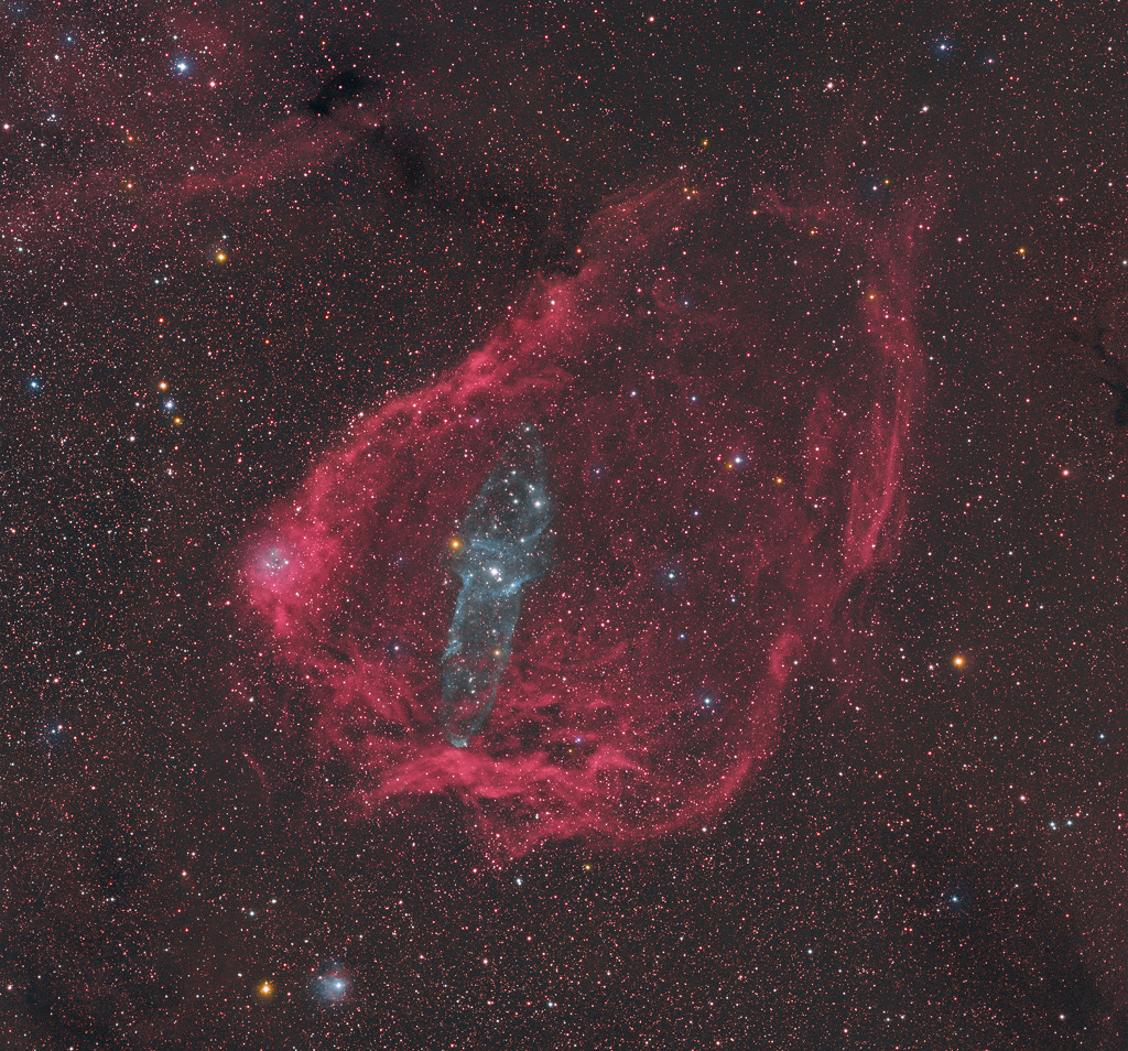 A Giant Squid in the Flying Bat